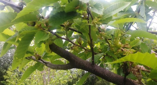 vespa da galh do castanheiro